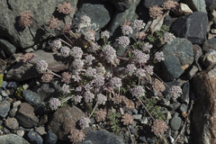 Stenocoelium athamantoides