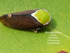 Tartessini
