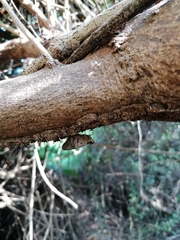 Polygonus leo arizonensis