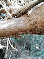 Polygonus leo arizonensis