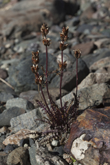 Pedicularis anthemifolia