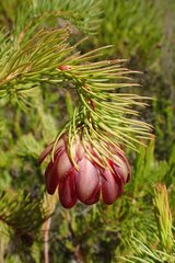 Protea nana