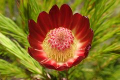 Protea nana