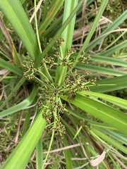 Scirpus ternatanus