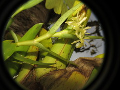 Epidendrum scharfii