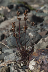 Pedicularis anthemifolia