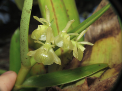 Epidendrum scharfii
