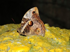 Opsiphanes bogotanus