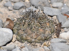 Coryphantha salinensis
