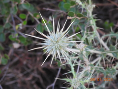 Echinops echinatus