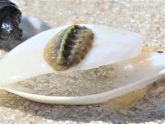 Acanthochitona pygmaea