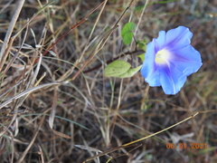 Ipomoea nil