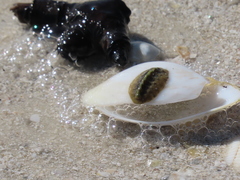 Acanthochitona pygmaea