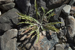 Crepis crocea