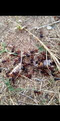 Pogonomyrmex rugosus