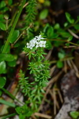 Asperula pusilla