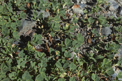 Trifolium eximium