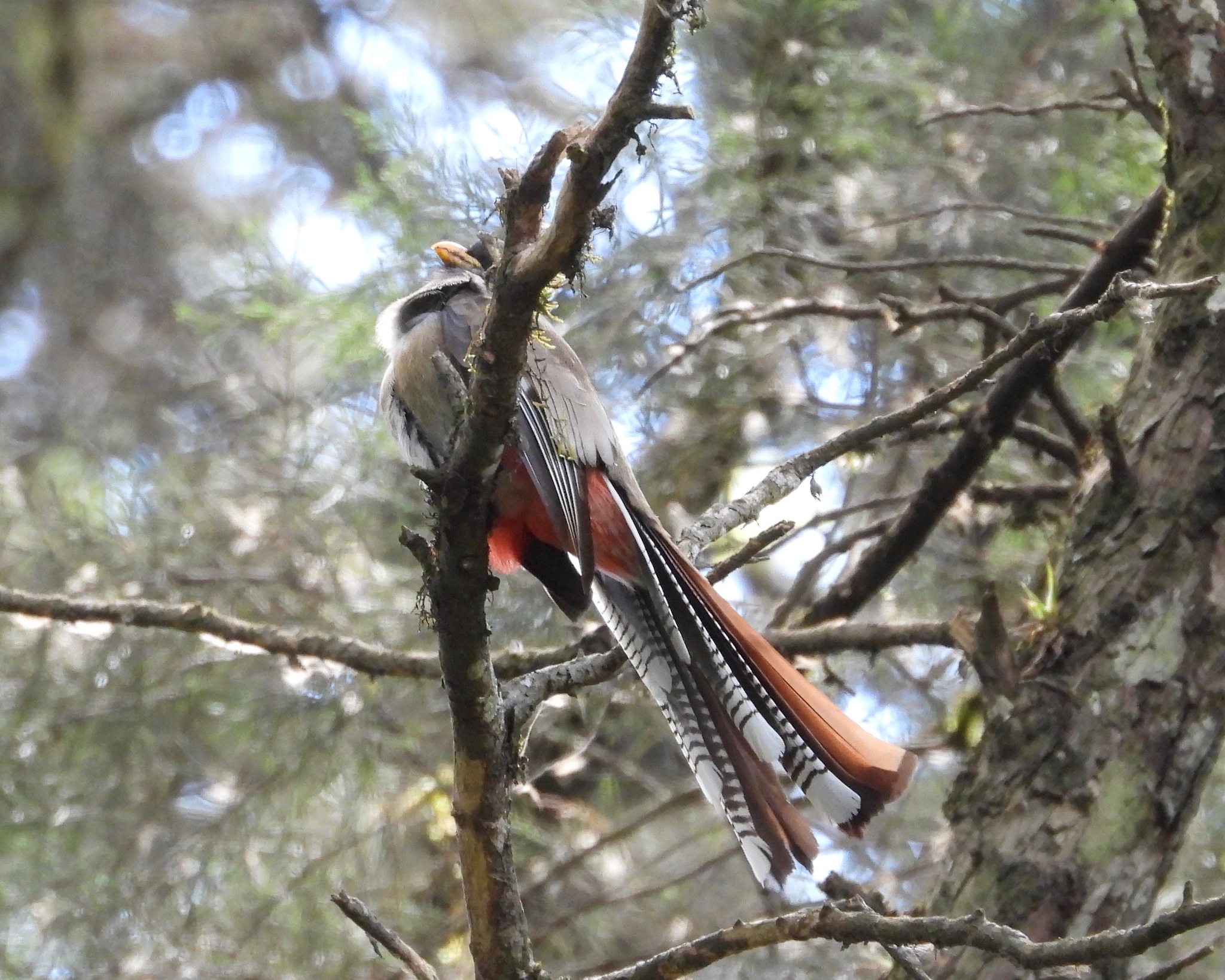 Elegant Trogon (Trogon elegans)
