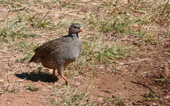 Pternistis natalensis
