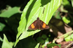 Koruthaialos rubecula