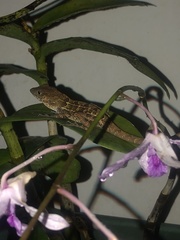 Anolis