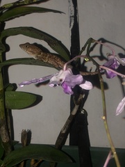 Anolis