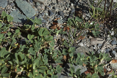 Trifolium eximium