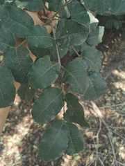 Ceratonia siliqua