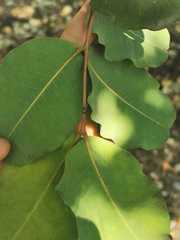 Ceratonia siliqua