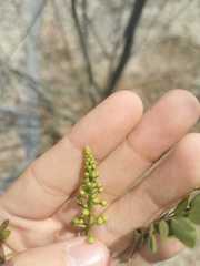 Erythrostemon mexicanus