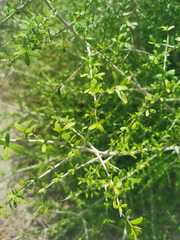 Forestiera angustifolia