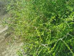 Forestiera angustifolia