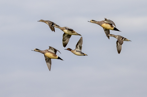 iNaturalist observation photo of American Wigeon