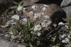 Gypsophila cephalotes