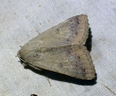 Pandesma submurina