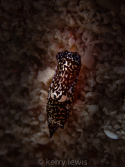 Camachoaglaja berolina