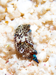 Camachoaglaja berolina