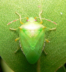 Chinavia pallidoconspersa