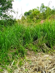 Carex virgata