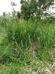 Carex virgata