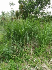 Carex virgata