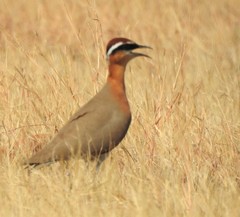 Cursorius coromandelicus