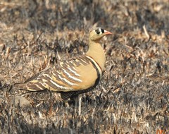 Pterocles indicus