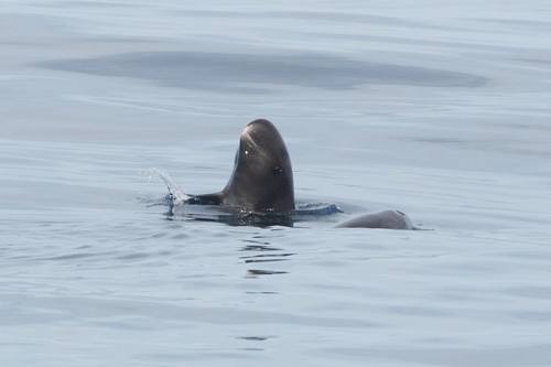Pygmy Killer Whale