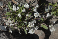 Gypsophila cephalotes