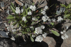 Gypsophila cephalotes