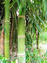 Gigantochloa