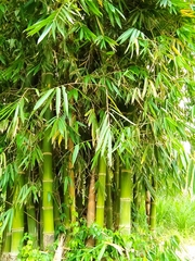 Gigantochloa
