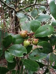Ternstroemia