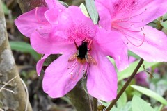 Bombus eximius